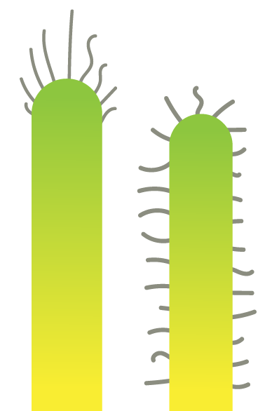 A green and yellow plant with long tentacles.